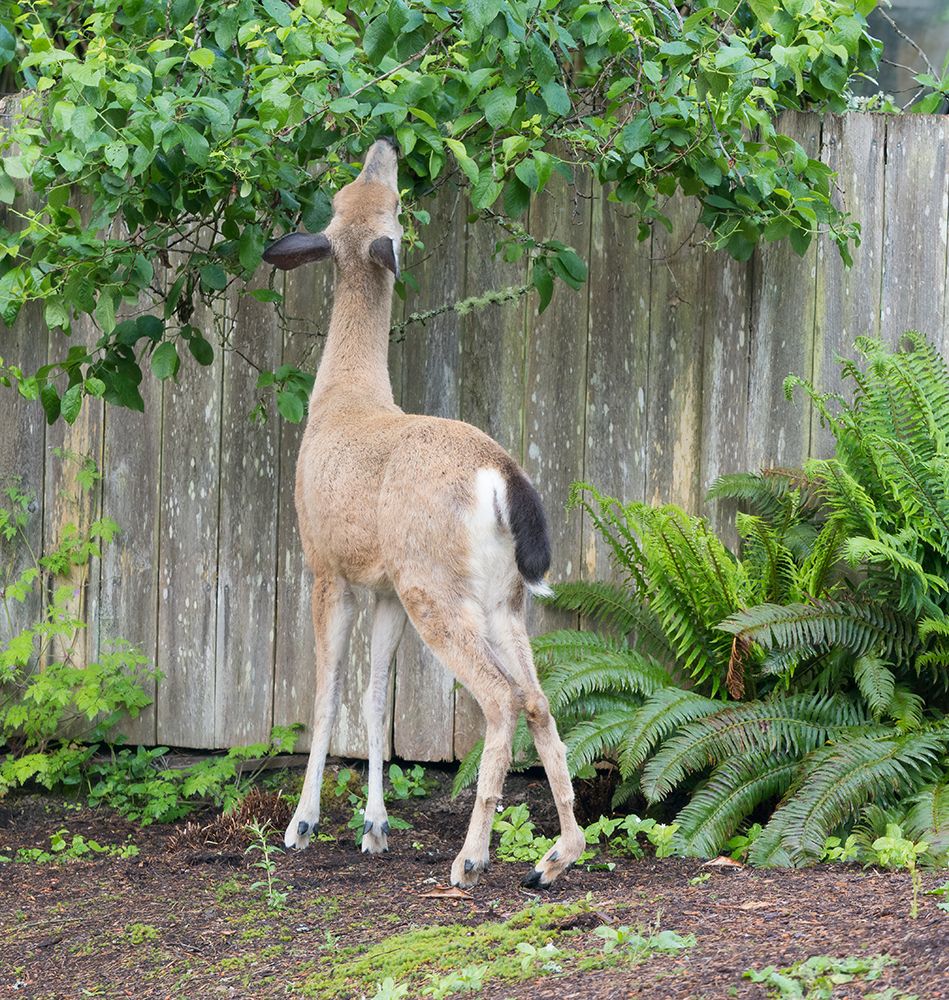 Washington State, Redmond. Black-tailed deer with an injured hind leg browsing leaves of pear tree art print by Jamie and Judy Wild for $57.95 CAD
