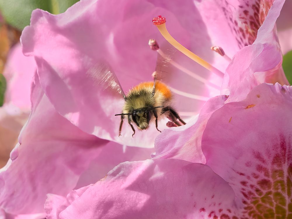 Washington State. Fuzzy-horned bumblebee in-flight leaving a pink rhododendron blossom art print by Jamie and Judy Wild for $57.95 CAD