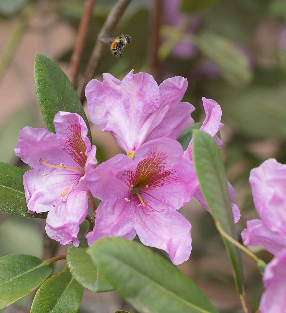 Washington State. Fuzzy-horned bumblebee in-flight flying past pink rhododendron blossoms art print by Jamie and Judy Wild for $57.95 CAD
