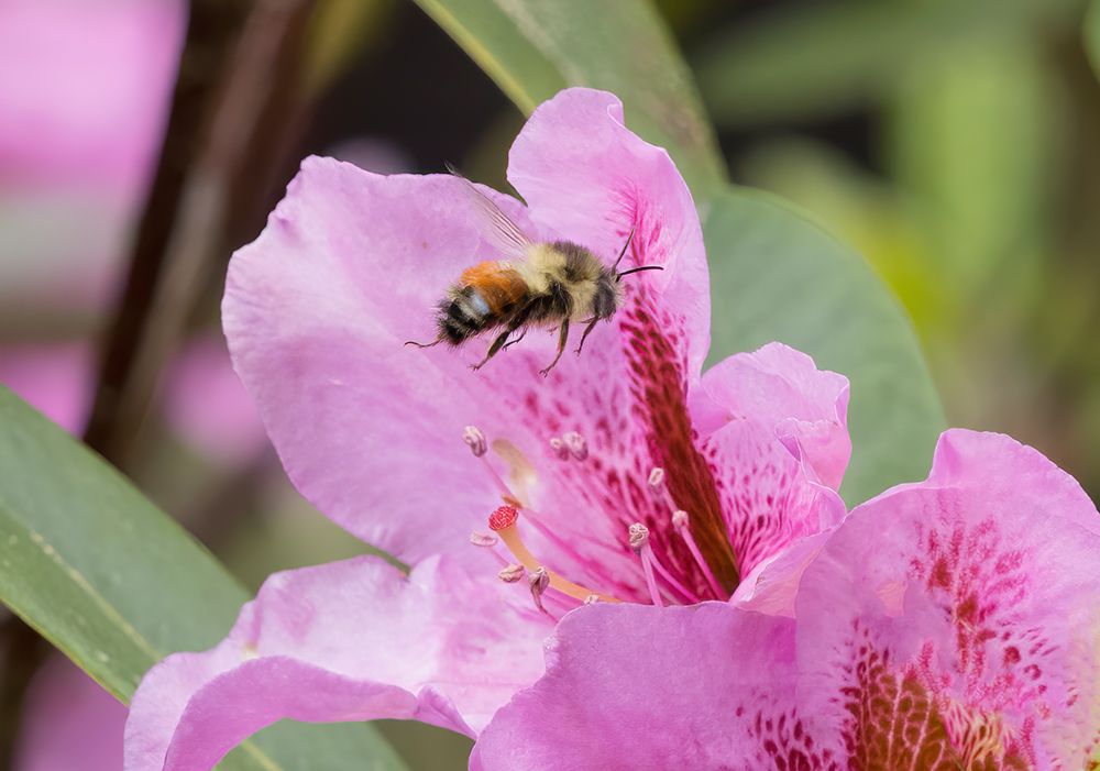 Washington State. Fuzzy-horned bumblebee in-flight approaching a pink rhododendron blossom art print by Jamie and Judy Wild for $57.95 CAD