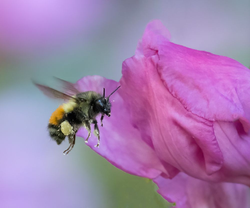 Washington State. Fuzzy-horned bumblebee in-flight approaching a pink rhododendron blossom art print by Jamie and Judy Wild for $57.95 CAD
