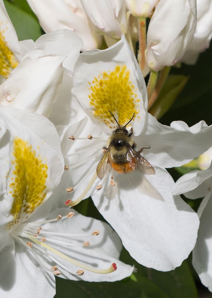Washington State. Fuzzy-horned bumblebee gathering pollen from a white rhododendron blossom art print by Jamie and Judy Wild for $57.95 CAD