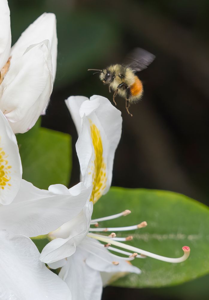Washington State. Fuzzy-horned bumblebee in-flight approaching a white rhododendron blossom art print by Jamie and Judy Wild for $57.95 CAD