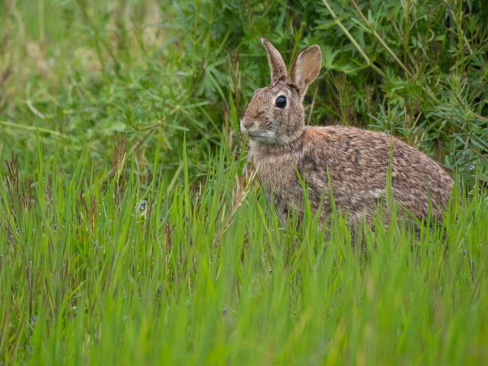 Washington State, Juanita Bay Park. Eastern cottontail rabbit sitting in tall green grass art print by Jamie and Judy Wild for $57.95 CAD
