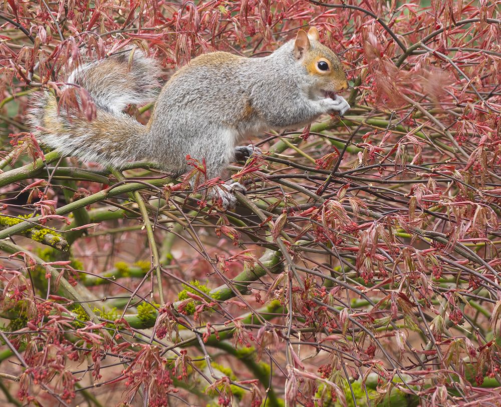 Washington State. Western gray squirrel in lace leaf maple tree eating new leaf shoots art print by Jamie and Judy Wild for $57.95 CAD
