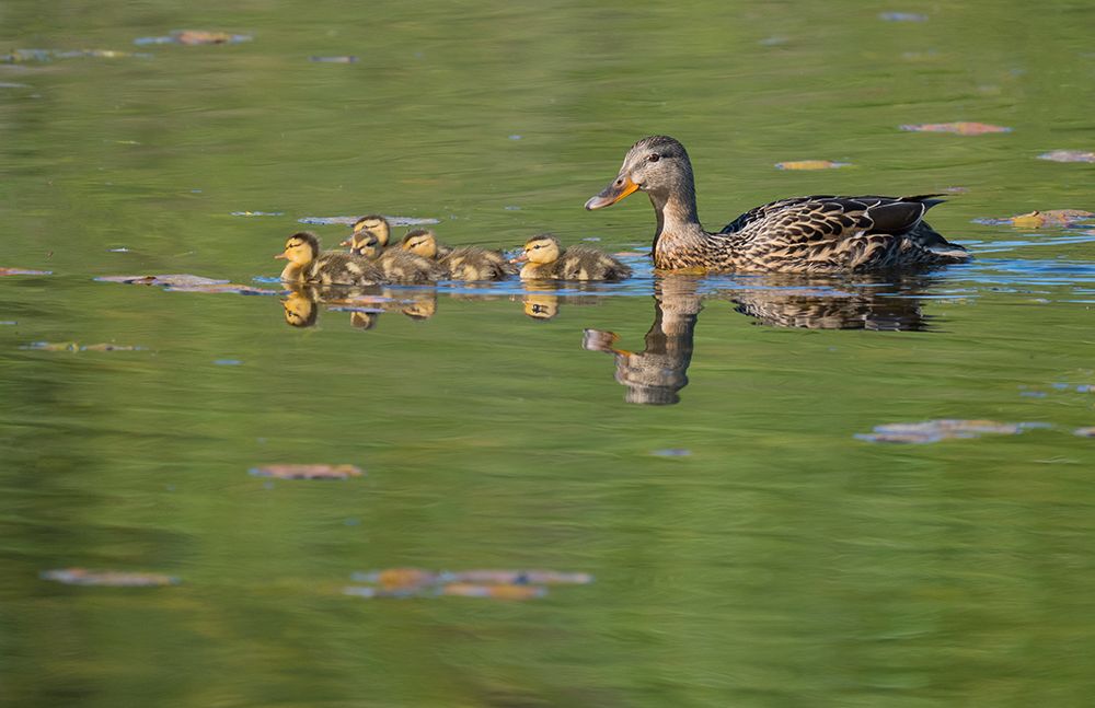 Washington State, Juanita Bay. Female mother mallard duck with young ducklings in water swimming art print by Jamie and Judy Wild for $57.95 CAD