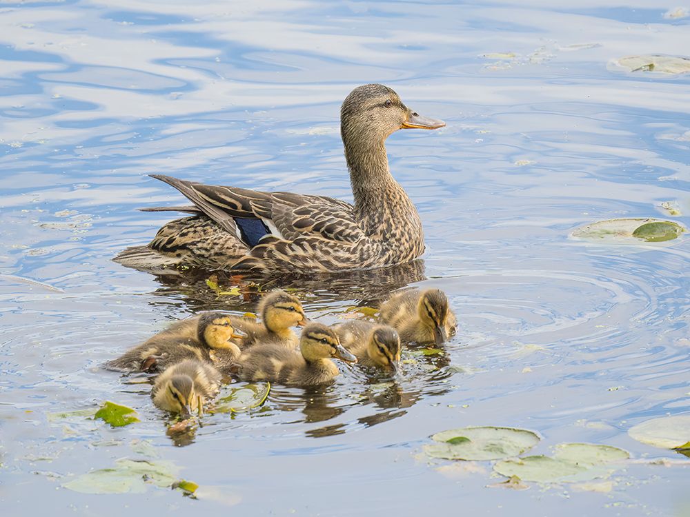 Washington State, Juanita Bay. Female mother mallard duck with young ducklings in water swimming art print by Jamie and Judy Wild for $57.95 CAD