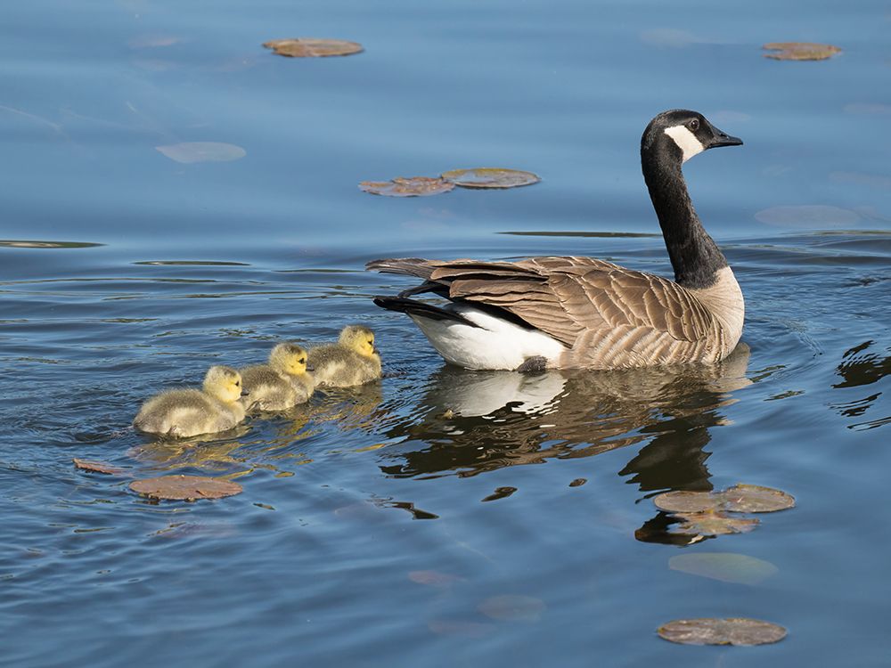 Washington State, Juanita Bay Park. Canada goose adult mother parent swimming with goslings art print by Jamie and Judy Wild for $57.95 CAD