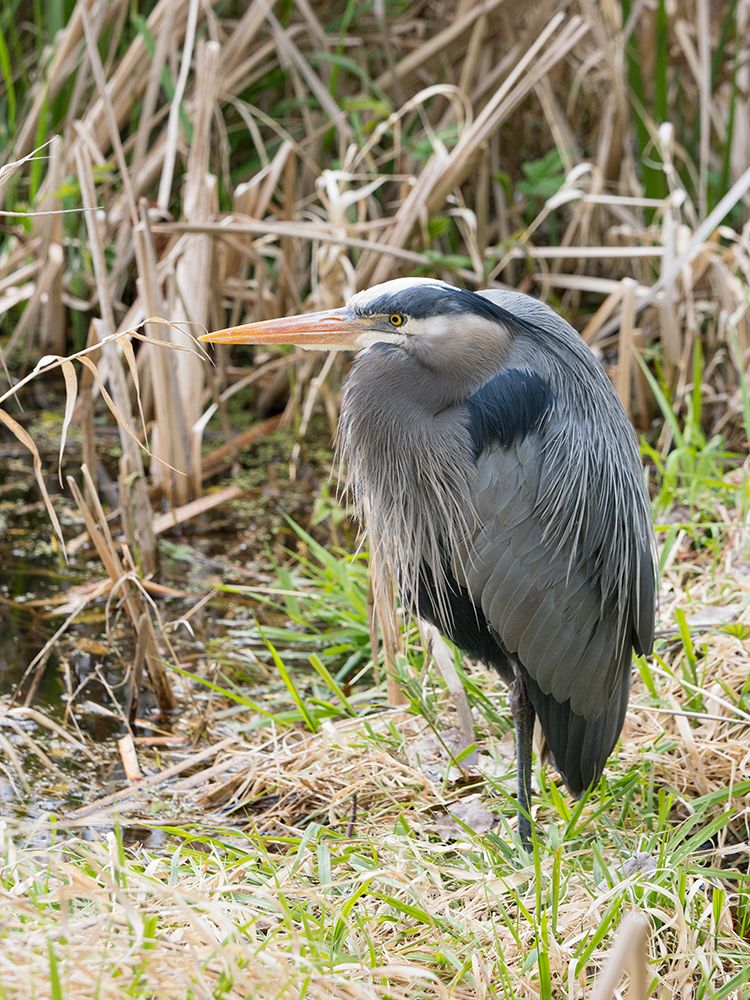 Washington State, Juanita Bay Park. Great blue heron in the wetland standing on one leg resting art print by Jamie and Judy Wild for $57.95 CAD