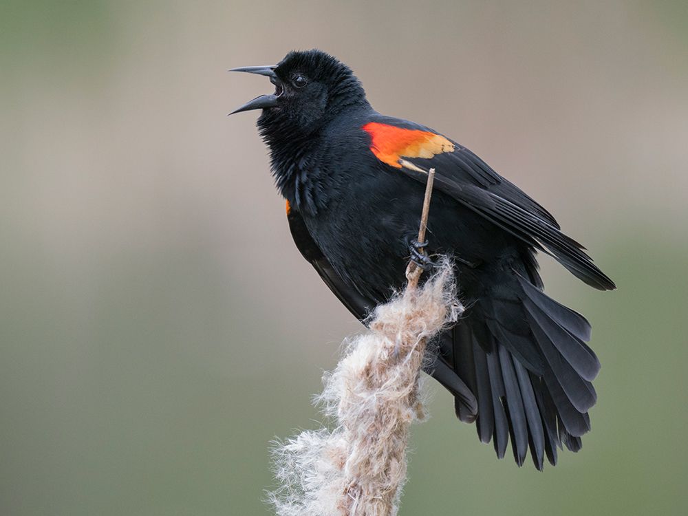 Juanita Bay, Washington. Male red-winged blackbird, on cattail calling out a territorial warning art print by Jamie and Judy Wild for $57.95 CAD
