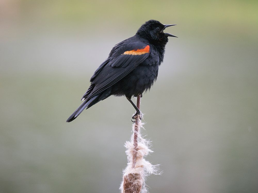 Juanita Bay, Washington. Male red-winged blackbird, on cattail calling out a territorial warning art print by Jamie and Judy Wild for $57.95 CAD