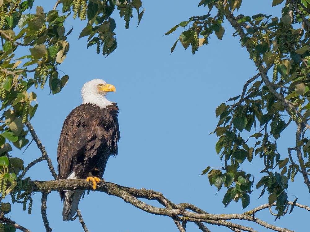 Washington State, Juanita Bay Park. American bald eagle standing on tree limb watching for prey art print by Jamie and Judy Wild for $57.95 CAD