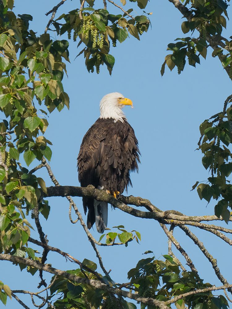 Washington State, Juanita Bay Park. American bald eagle standing on tree limb watching for prey art print by Jamie and Judy Wild for $57.95 CAD