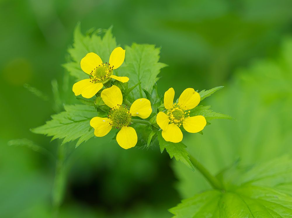 Washington State, Central Cascades. Common cinquefoil with new yellow flowers, close-up art print by Jamie and Judy Wild for $57.95 CAD