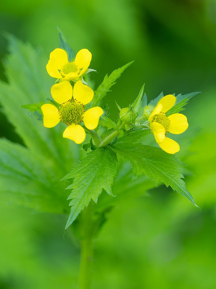 Washington State, Central Cascades. Common cinquefoil with new yellow flowers, close-up art print by Jamie and Judy Wild for $57.95 CAD