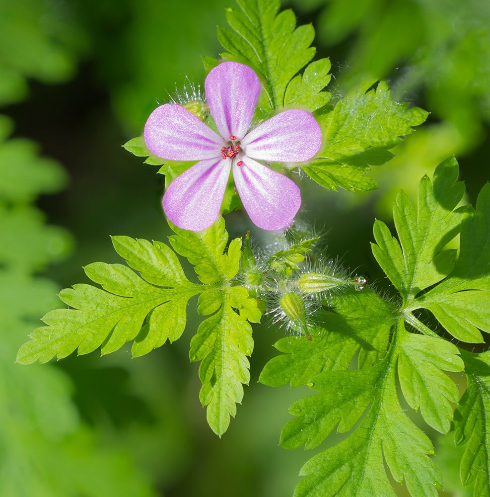 Washington State, Central Cascades. Close-up of wild geranium purple flower and green leaves art print by Jamie and Judy Wild for $57.95 CAD