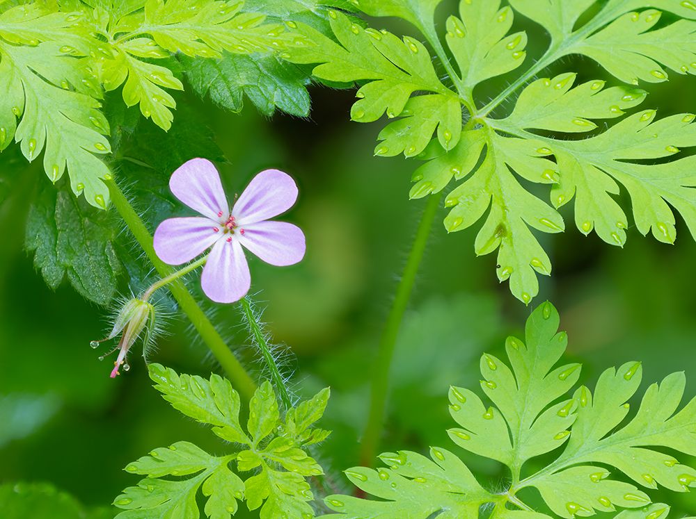 Washington State, Central Cascades. Close-up of wild geranium purple flower and green leaves art print by Jamie and Judy Wild for $57.95 CAD