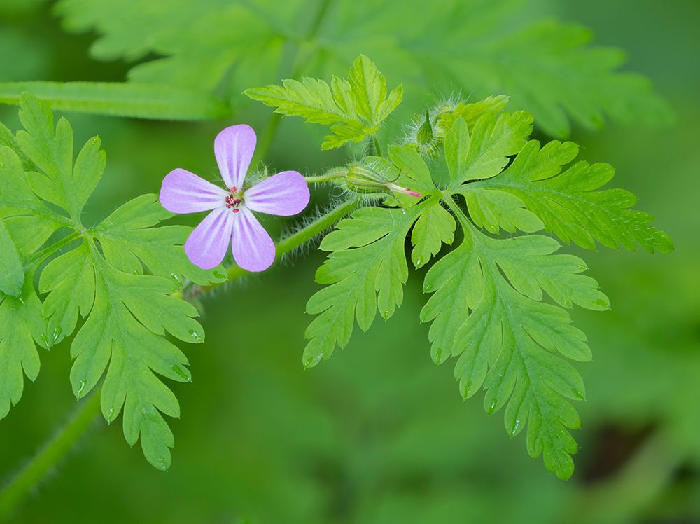 Washington State, Central Cascades. Close-up of wild geranium purple flower and green leaves art print by Jamie and Judy Wild for $57.95 CAD