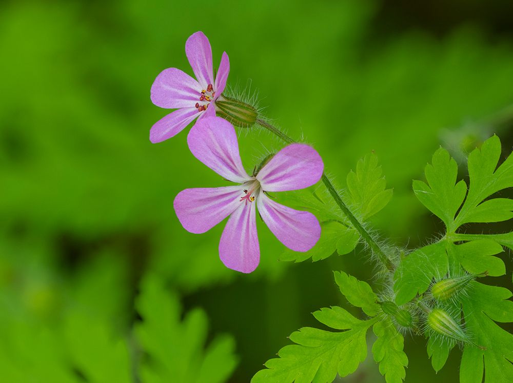 Washington State, Central Cascades. Close-up of wild geranium purple flower and green leaves art print by Jamie and Judy Wild for $57.95 CAD