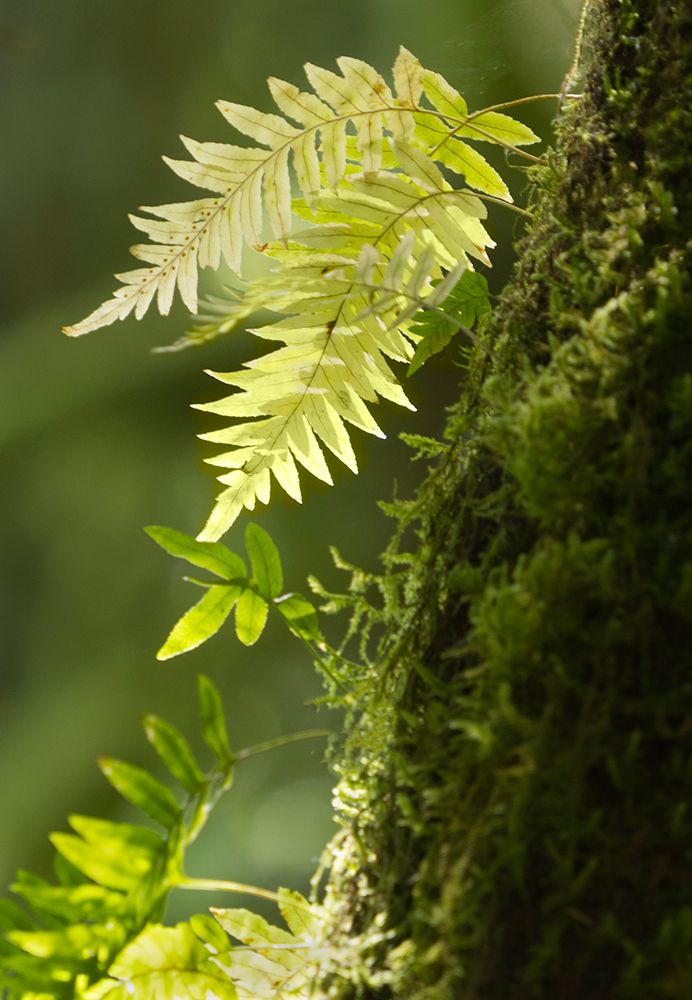 Washington State, Central Cascades. Close-up of delicate ferns and moss art print by Jamie and Judy Wild for $57.95 CAD