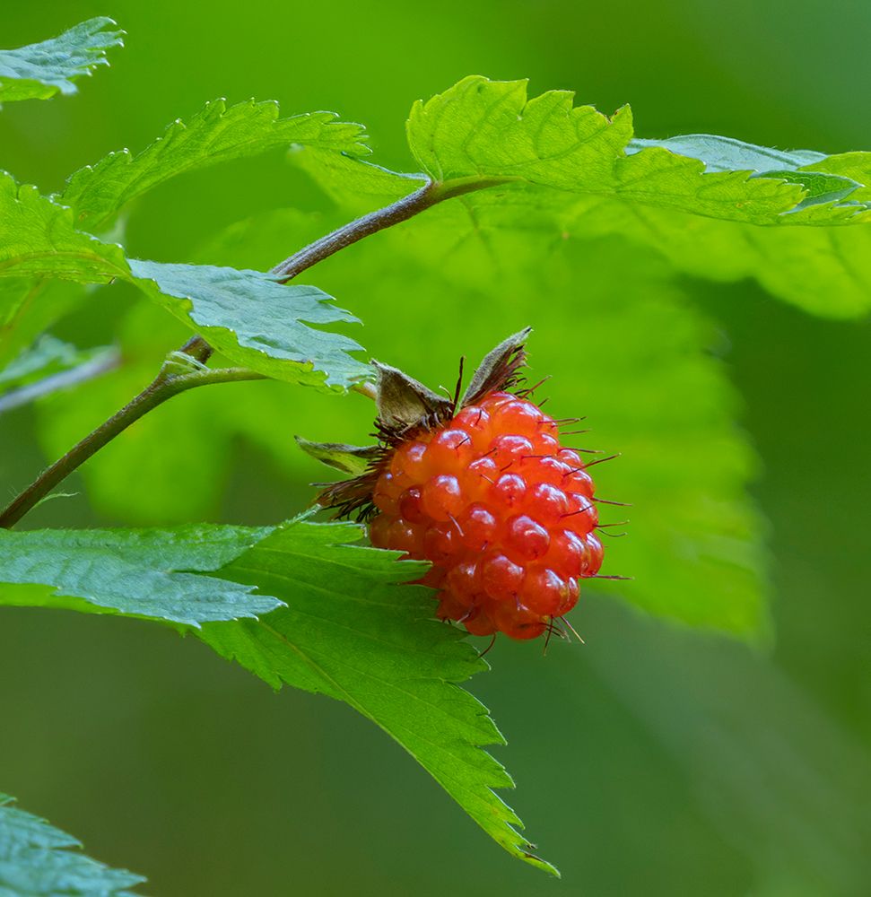 Washington State, Central Cascades. Edible and delicious red salmonberry fruit with leaves close-up art print by Jamie and Judy Wild for $57.95 CAD