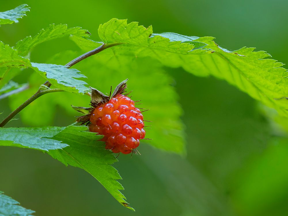 Washington State, Central Cascades. Edible and delicious red salmonberry fruit with leaves close-up art print by Jamie and Judy Wild for $57.95 CAD