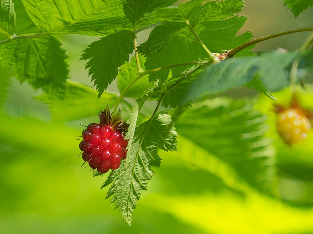 Washington State, Central Cascades. Edible and delicious red salmonberry fruit with leaves close-up art print by Jamie and Judy Wild for $57.95 CAD