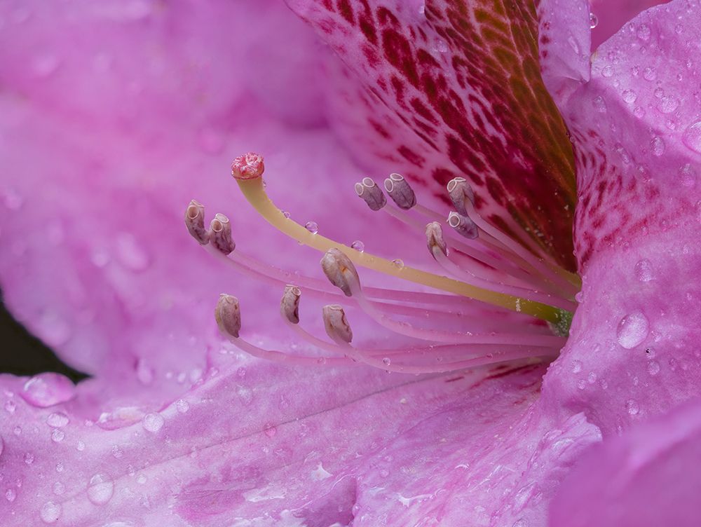 Washington State. Close-up of pink rhododendron flower with water drops art print by Jamie and Judy Wild for $57.95 CAD