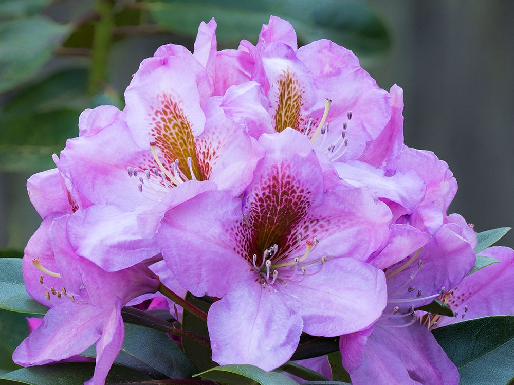 Washington State. Close-up of grouping of pink rhododendron flowers art print by Jamie and Judy Wild for $57.95 CAD