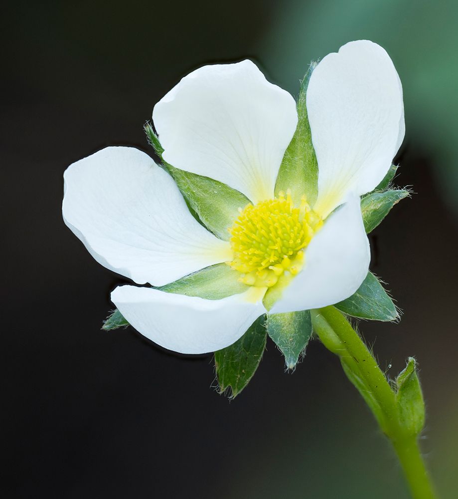 Washington State. Close-up of white strawberry blossom with yellow center disc art print by Jamie and Judy Wild for $57.95 CAD