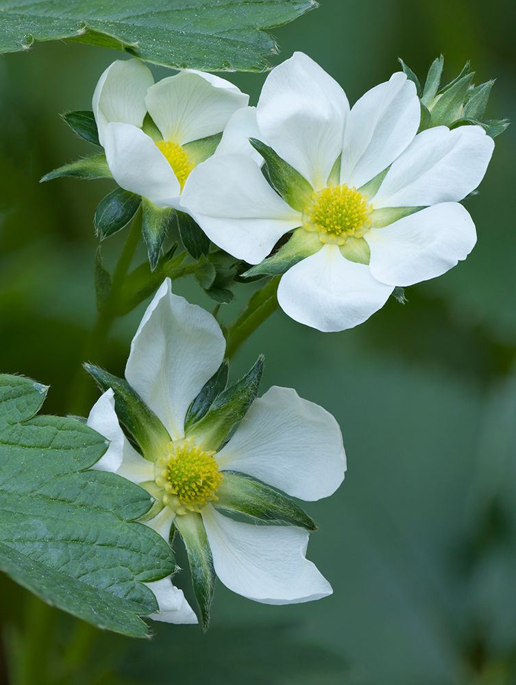 Washington State. Close-up of white strawberry blossoms with yellow center disc art print by Jamie and Judy Wild for $57.95 CAD