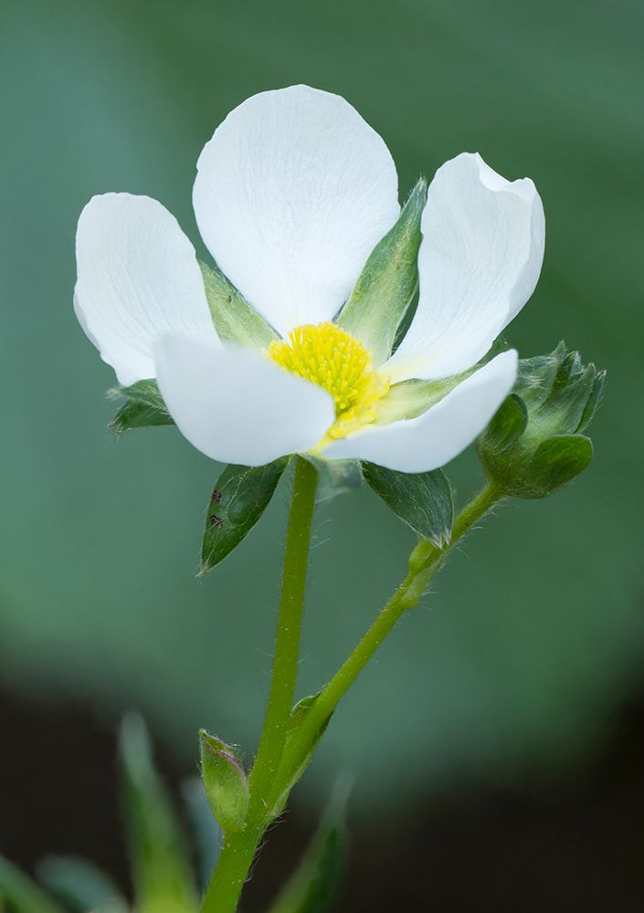 Washington State. Close-up of white strawberry blossom with yellow center disc art print by Jamie and Judy Wild for $57.95 CAD