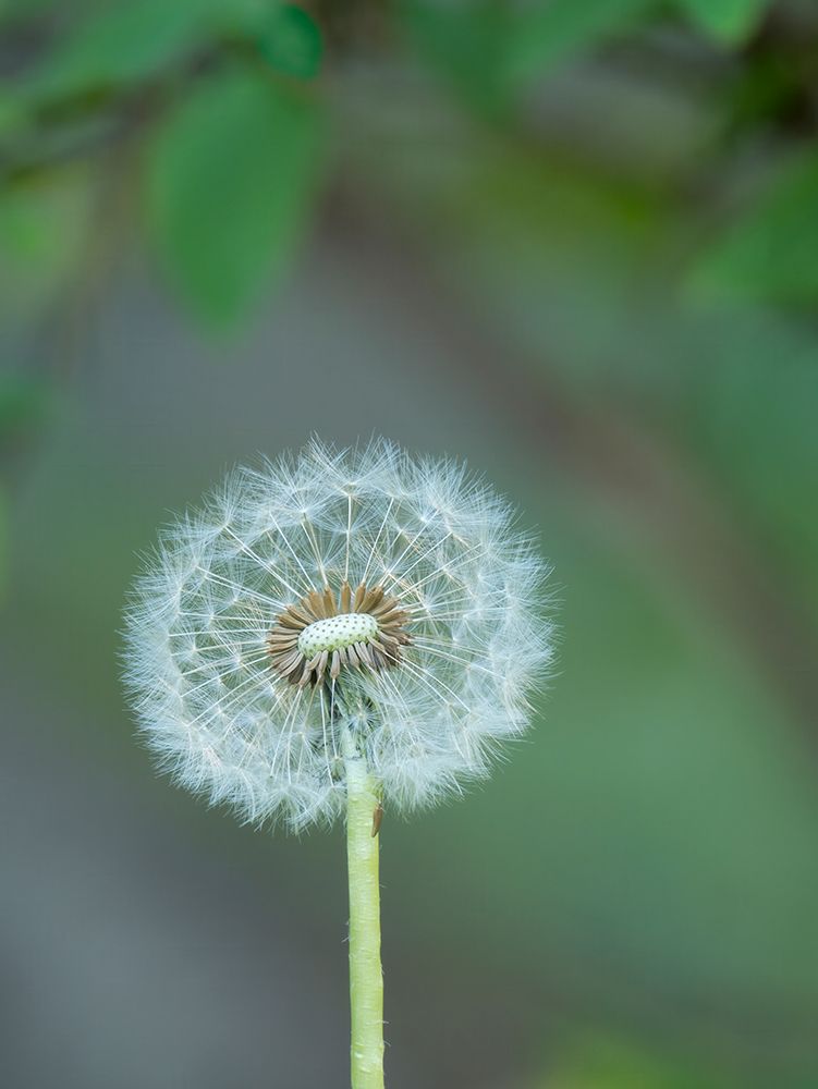 Washington State, Dandelion head seed with fine hair-like pappus art print by Jamie and Judy Wild for $57.95 CAD