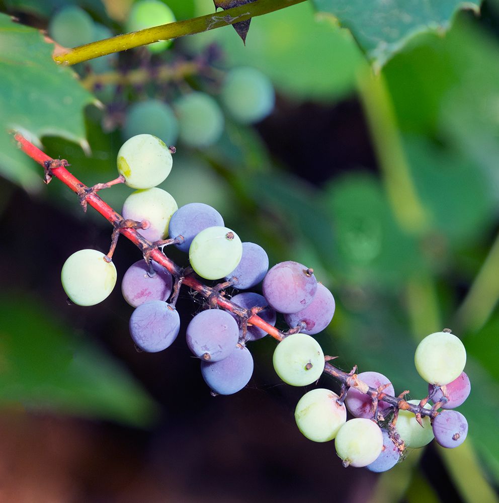 Washington State, Tiger Mountain. Oregon grape evergreen shrub with ripe round blue berries art print by Jamie and Judy Wild for $57.95 CAD