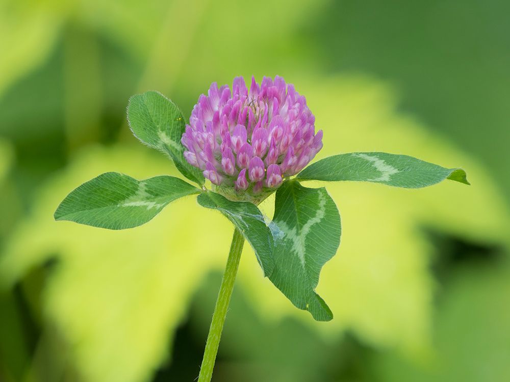 Washington State, Tiger Mountain. Red clover flower with green leaves, close-up art print by Jamie and Judy Wild for $57.95 CAD