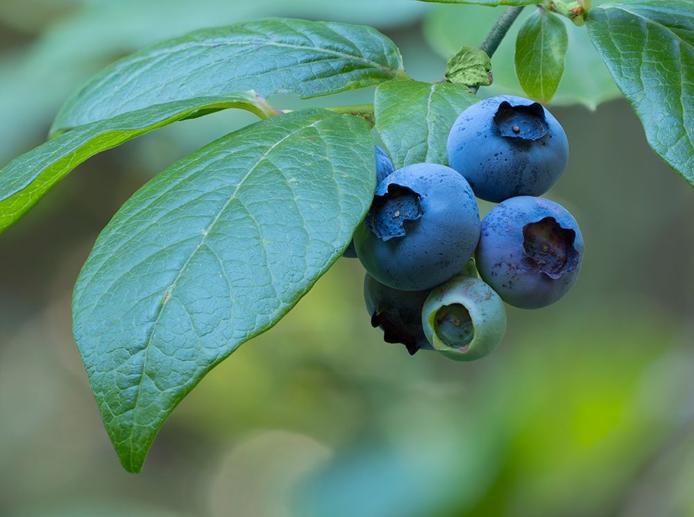 Washington State. Ripe blueberry fruit and green leaves art print by Jamie and Judy Wild for $57.95 CAD