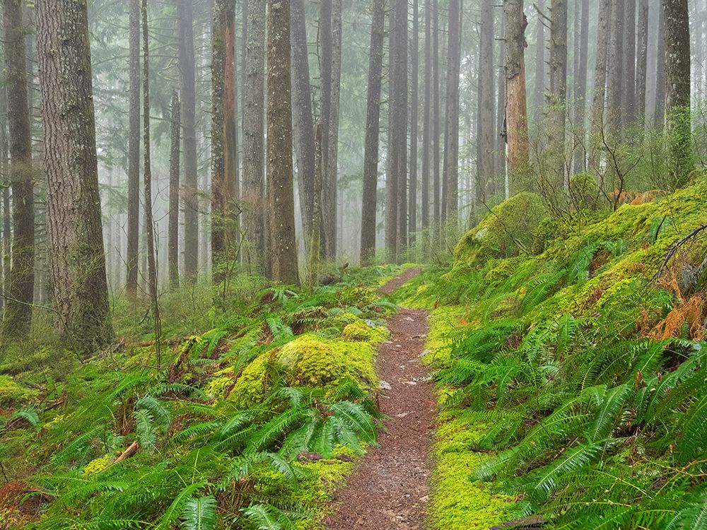 Washington State, Cascades. Mount Baker Snoqualmie NF, Forest trail with moss and fern understory art print by Jamie and Judy Wild for $57.95 CAD