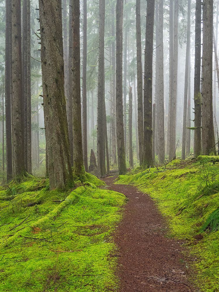 Washington State, Cascades. Mount Baker Snoqualmie NF, Forest trail with lush moss understory art print by Jamie and Judy Wild for $57.95 CAD