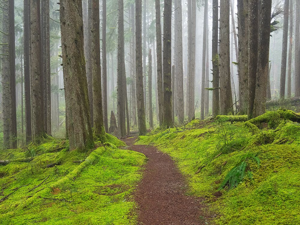Washington State, Cascades. Mount Baker Snoqualmie NF, Forest trail with lush moss understory art print by Jamie and Judy Wild for $57.95 CAD