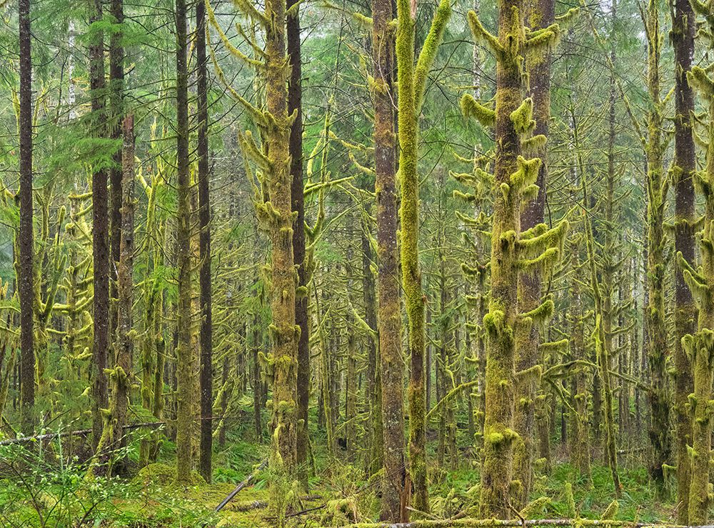 Washington State, Cascades. Mount Baker Snoqualmie National Forest, Moss covered Red Alder forest art print by Jamie and Judy Wild for $57.95 CAD