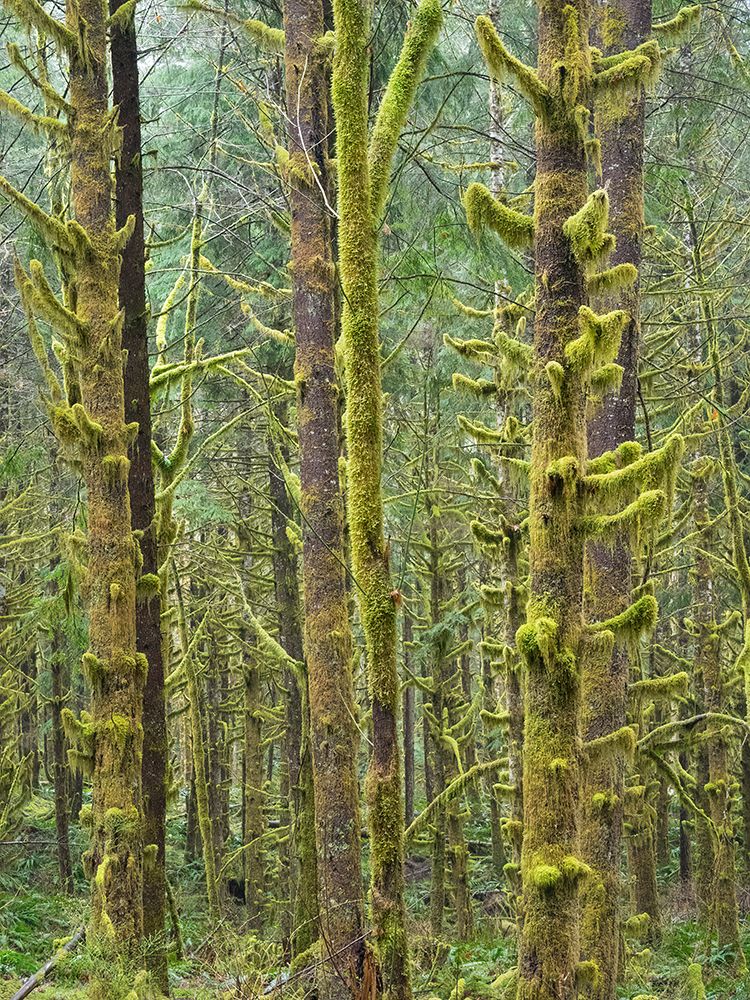 Washington State, Cascades. Mount Baker Snoqualmie National Forest, Moss covered Red Alder forest art print by Jamie and Judy Wild for $57.95 CAD