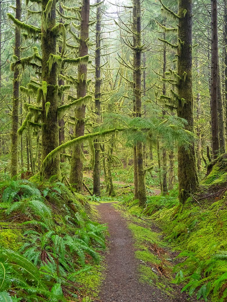 Washington State, Cascades. Mount Baker Snoqualmie NF, Forest trail with moss and fern understory art print by Jamie and Judy Wild for $57.95 CAD