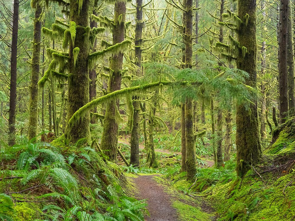 Washington State, Cascades. Mount Baker Snoqualmie NF, Forest trail with moss and fern understory art print by Jamie and Judy Wild for $57.95 CAD