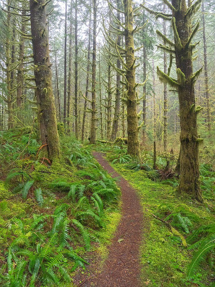 Washington State, Cascades. Mount Baker Snoqualmie NF, Forest trail with moss and fern understory art print by Jamie and Judy Wild for $57.95 CAD