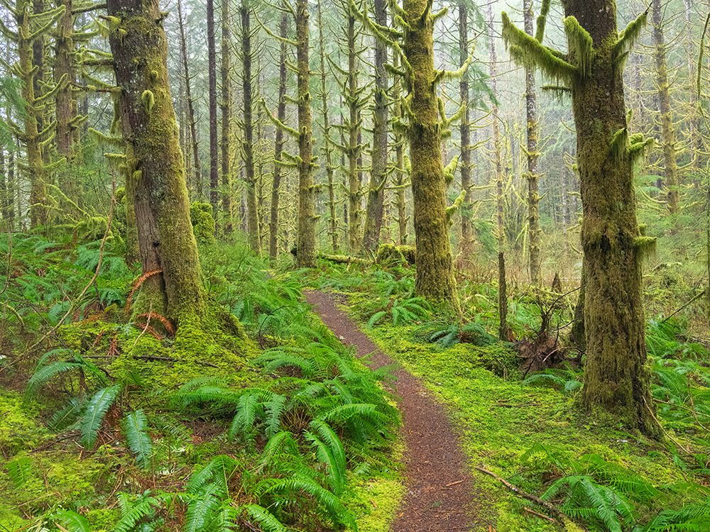 Washington State, Cascades. Mount Baker Snoqualmie NF, Forest trail with moss and fern understory art print by Jamie and Judy Wild for $57.95 CAD