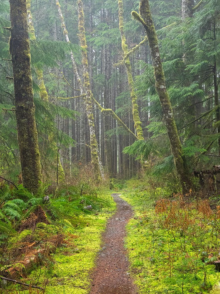 Washington State, Cascades. Mount Baker Snoqualmie NF, Forest trail with moss and fern understory art print by Jamie and Judy Wild for $57.95 CAD
