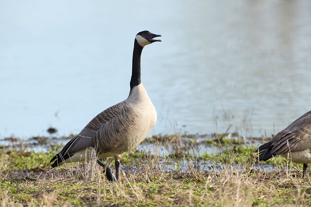 Canada goose honking before taking flight art print by Rick Brown for $57.95 CAD