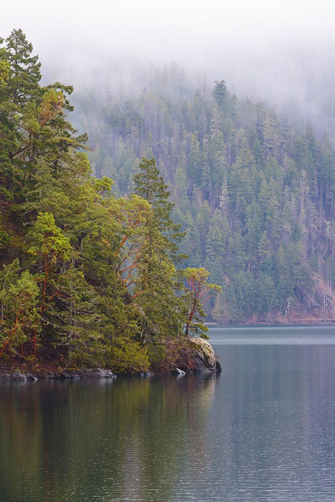 Fog over forest above Lake Crescent, Olympic National Park, Washington State, USA. art print by Rob Casey for $57.95 CAD