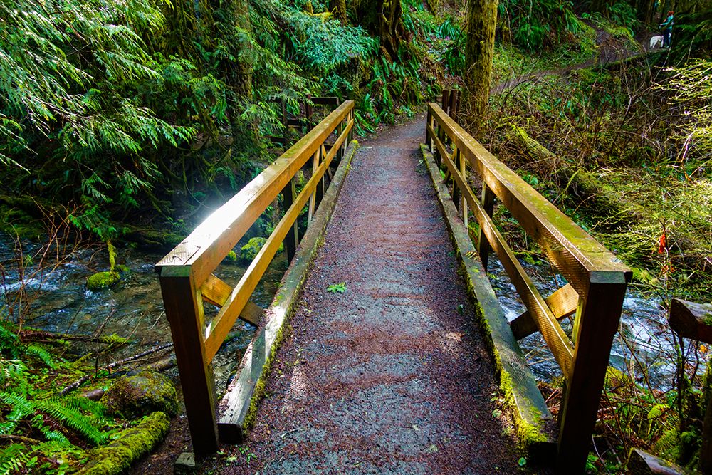 Wooden bridge over Little River, Little River to Hurricane Ridge trail, Port Angeles, Washington art print by Rob Casey for $57.95 CAD