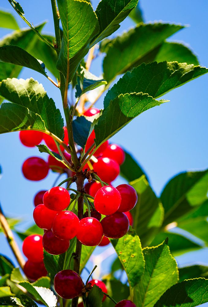 Cherries on the branch, Yakima, Washington State, USA. art print by Rob Casey for $57.95 CAD